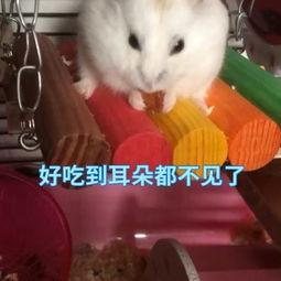 娱乐吃瓜酱当仓鼠店老板